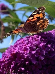 Balansportaal Lia Broekhuizen Verlies naar kracht